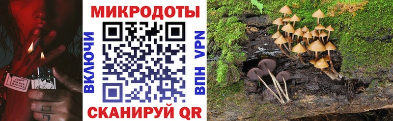 OMG ссылки  Стародуб  Галлюциногенные грибы Cubensis 